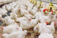 Government seeks to slash poultry feed costs in Sh3.5 trillion plan