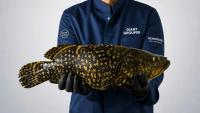 Munich-based Oceanloop nets up to €38.5 million to scale its land-based aquaculture technology