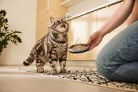 Pet Valu Serves up a Purr-fect New Recipe for Mealtime: Performatrin® Culinary for Cats