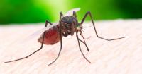 Travellers issued 'before you go' UKHSA health alert for disease that kills thousands