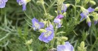 Scientists petition to grant wildflower endangered species protection