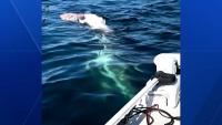 Great white shark spotted by fishermen off New Hampshire coast
