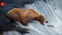 Alaska's live bearcam becomes summer hit as brown bears gather at Brooks Falls to catch salmon