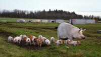 Danish farmers face uncertainty as agriculture ministry abolished