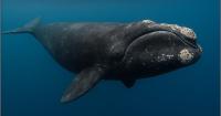 Save LBI Notifies U.S. Department of Commerce of Intent to Sue for Failure to Protect Critically Endangered North Atlantic Right Whale