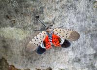 New York senators join fight to list spotted lanternfly as ‘invasive species’