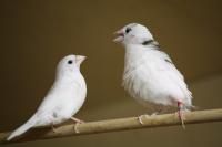 Finches use same rulebook as human babies to pick up language, study finds