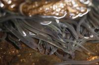 Eels on the Move