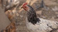 Agricultural Society Calls For National Census Of Sector In Response To Poultry Shortage