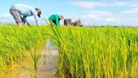 Sustainable fertilization project aspires to the National Environmental Award in Camagüey