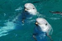 'Snooping' on Dolphins Reveals Hotspots for Food and Friends