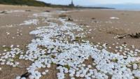 United Kingdom: Volunteers Face Largest Plastic Pellet Spill Amid Lack of Official Response