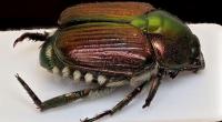 Japanese beetle warning issued after dead insect found in Italian shipment