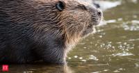 In 1930s, Finland brought back beavers but accidentally introduced the wrong species. The mistake still affects wildlife today