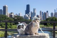Louie And Todd, Chicago’s Internet-Famous Cats, Are Living Their Best Lives On The Road