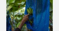 Corbana opposes using the Anker method to set the living wage for Costa Rican banana producers