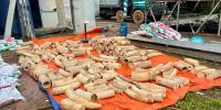 Laos Seizes Nearly 1.8 Tonnes of Suspected Ivory, Black Panther Remains in Bolikhamxay Raid