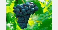 Moldovan table grape harvest average or above, irrigation remains concern