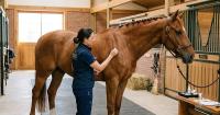 Equine Acupuncture: What Research Says