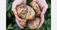 WPC 2026 Kenya to feature potato technology and field tours