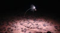 US opens vast Pacific seabed to mining