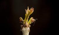 Mice May Drive Lyme Disease More Than Deer (8-18-2026)