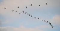 Vermont’s resident Canada Goose season starts Sept. 1