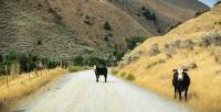 Groups sue over plan to allow cattle grazing on 24M western acres