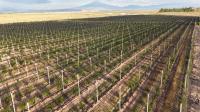 Intensive Orchard Agriculture in Armenia: Large Investors vs. Small-Scale Farmers