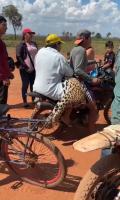 Biocide in Bolivia: a man was placed in preventive detention for the death and mutilation of a jaguar in Beni