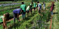 Newhall Fields puts urban agriculture on display