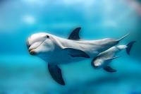 'Snooping' on Dolphins Offers Acoustic Clues to Hotspots for Food and Friends