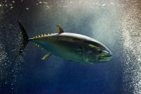 International commission on Pacific bluefin tuna to raise catch quota by 25%