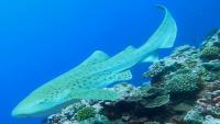 Leopard sharks rarely documented in this part of the Pacific photo & caption