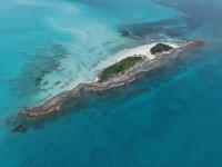 Critically Endangered Elkhorn Corals Outplanted at Browns Cay Ahead of Marine Heatwave