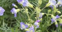 Scientists want endangered species protection for Columbia Basin wildflower