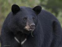 Bear dies in Colorado Springs while trapped in vehicle