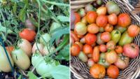 Maryland gardener says her worst tomato season still produced her biggest harvest ever