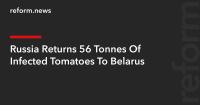 Russia Returns 56 Tonnes Of Infected Tomatoes To Belarus