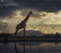 ‘Remembering Wildlife’ shines a spotlight on the species we risk losing forever
