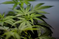 Nebraskans for Medical Marijuana holds public conference discussing future of medical cannabis