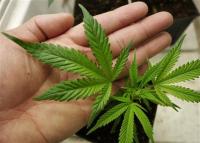 Medical Marijuana Program Sees Improvements in South Dakota