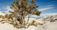 Climate change is reshaping Western forests — and the water and fire risks they face