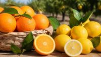 Sweet Breakthrough: South African Citrus Wins Wider Access to India