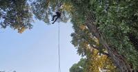 Border wall construction blocked by tree sit protest spanning into Mexico