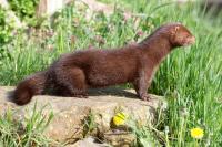 Oregon mink farm scrambles to recapture 1,500 animals after suspected intruders cut fence