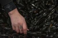 Maine’s top court denies appeal of controversial Bar Harbor aquaculture lease