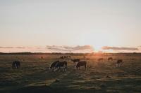 North Dakota Activates Livestock Water Aid Amid Worsening Drought