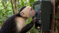Capuchin monkeys in Costa Rica learn to use touch screen with AI to obtain bananas in innovative experiment