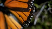 Oregon Receives Highway Pollinator Funding